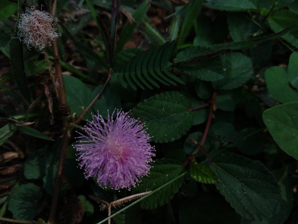 Small wildflower macro.