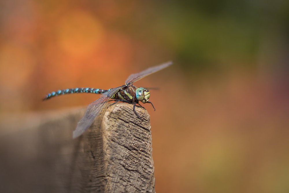 Красавица стрекоза