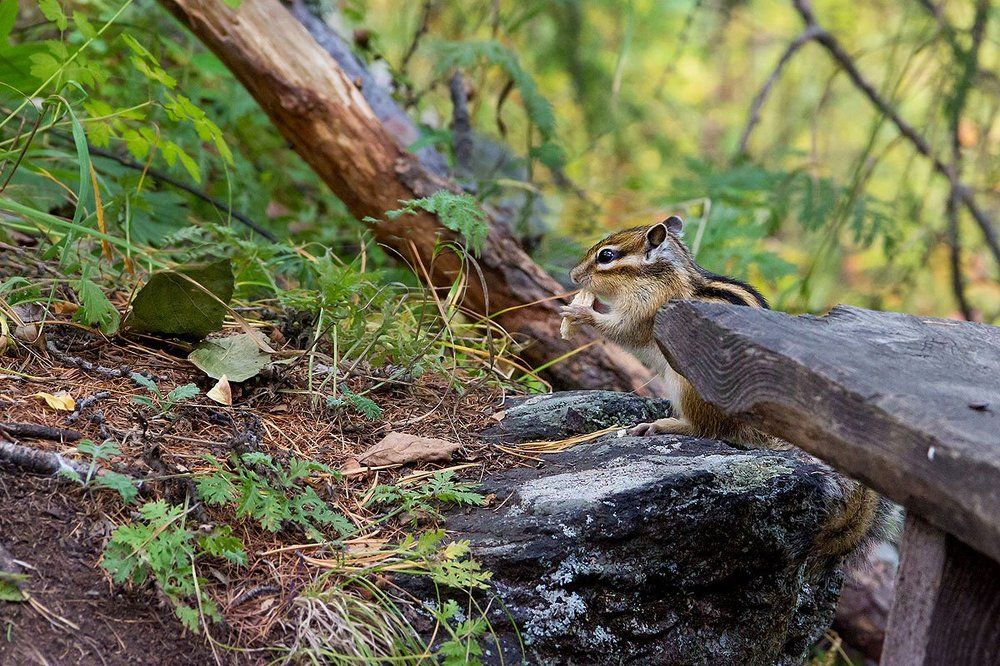 Как не угостить такого гостя