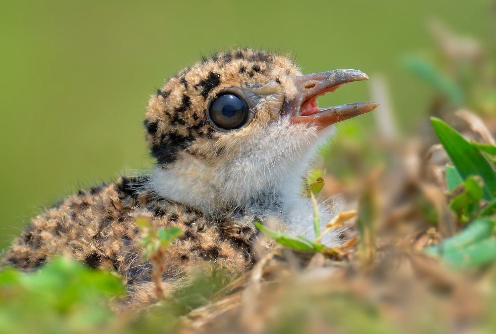 Where are you Mother , I am so hungry Here.