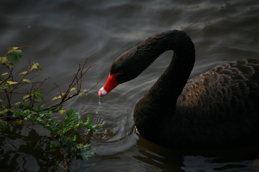 Черный лебедь