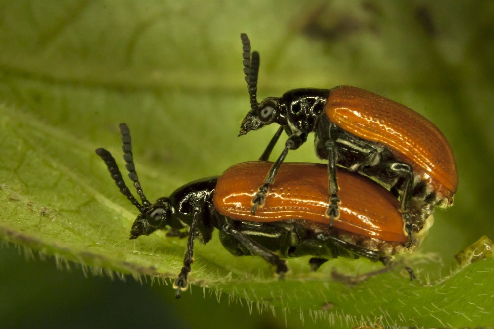 long horn beetles mating