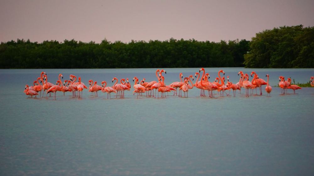 Flamingos