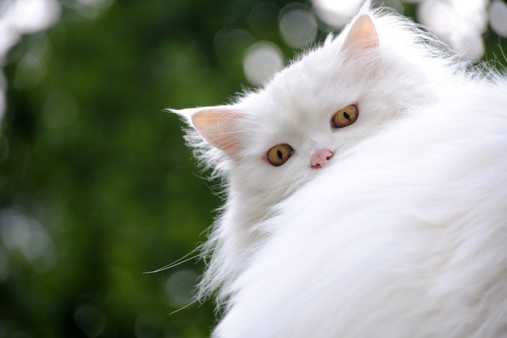 Photograph by Анастасия Хазова