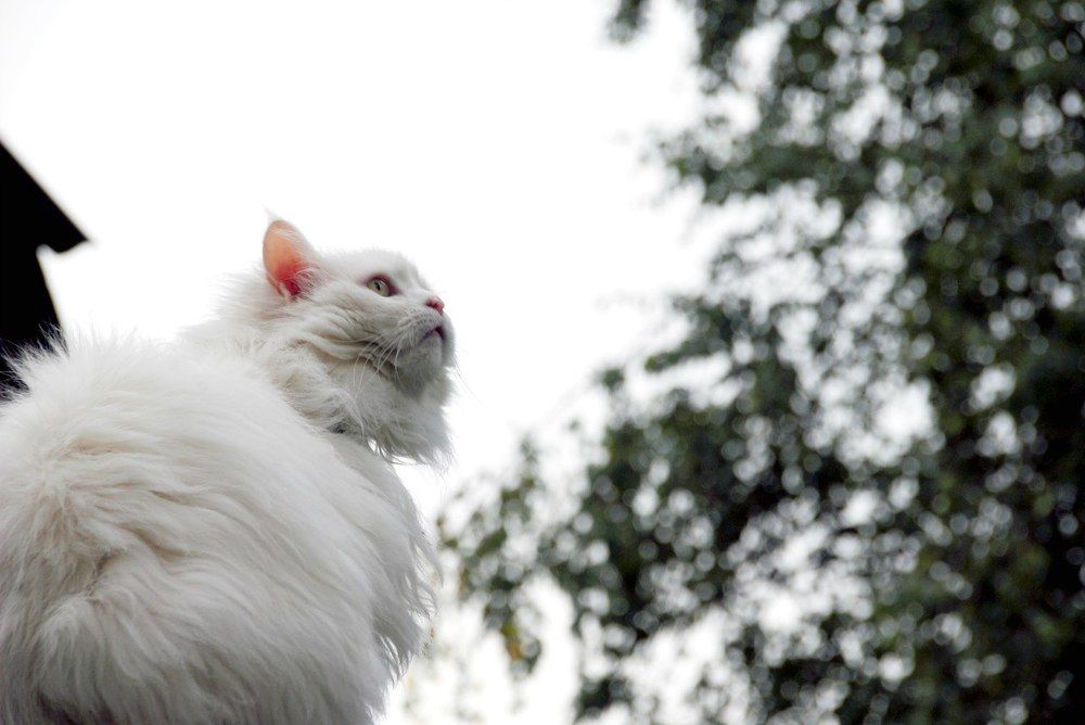 Photograph by Анастасия Хазова