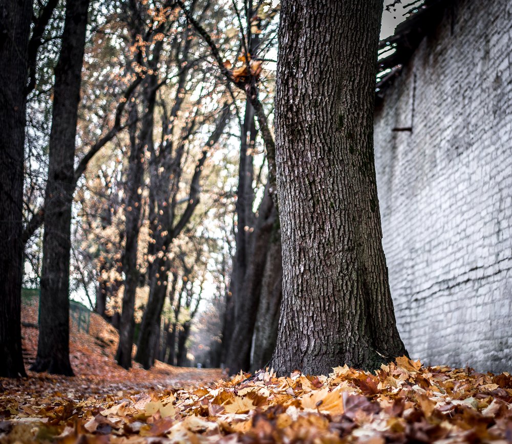 золотое покрывало...