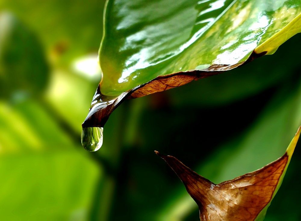 Waterdrop from leaf