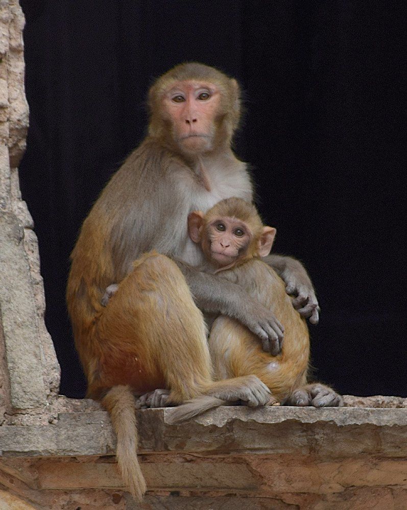 Мадонна с младенцем