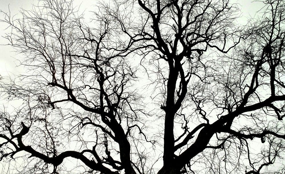 The branched silhouette