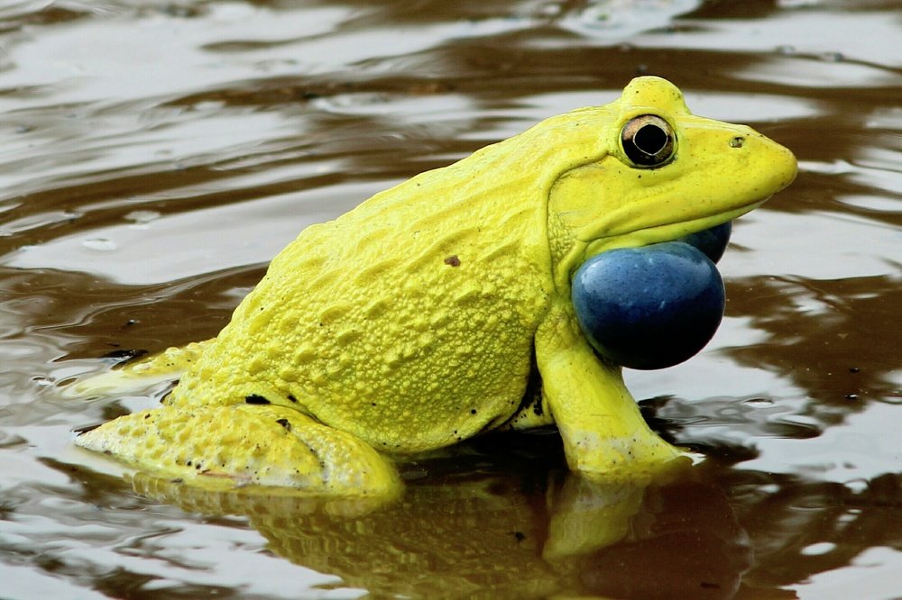 Yellow Yellow Dirty Fellow