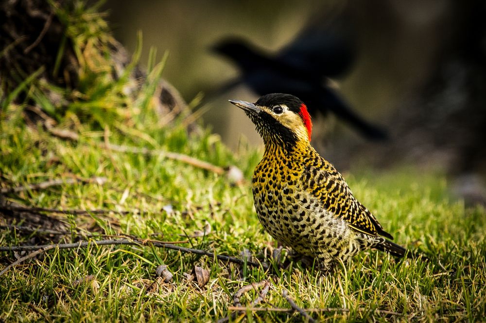 Green-barred woodpecker