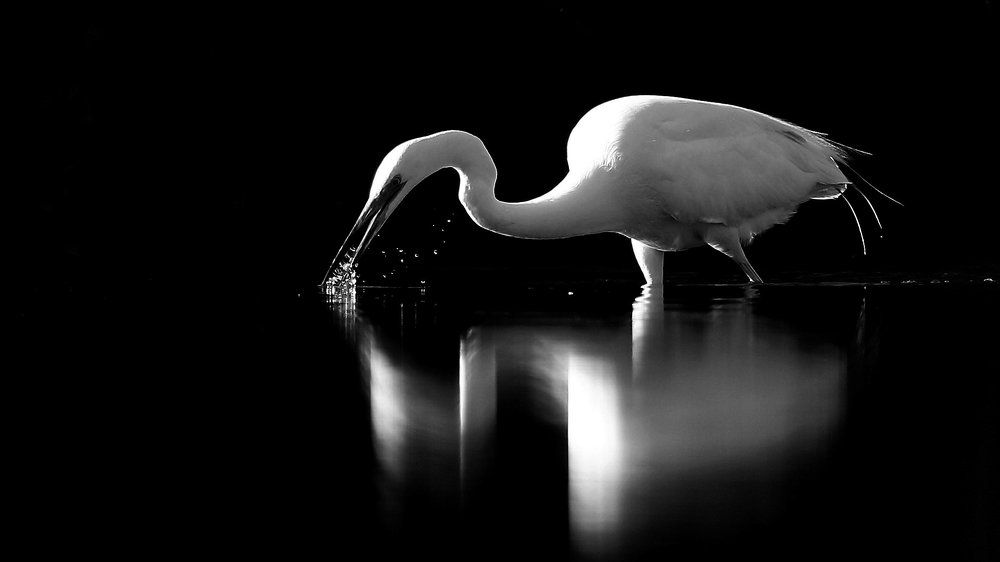 Great Egret