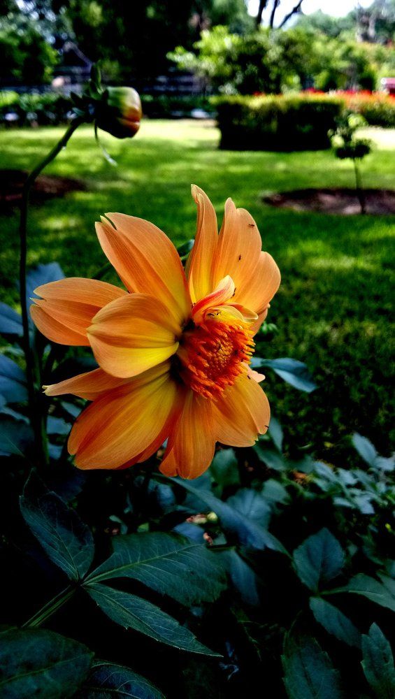 Floral Colours