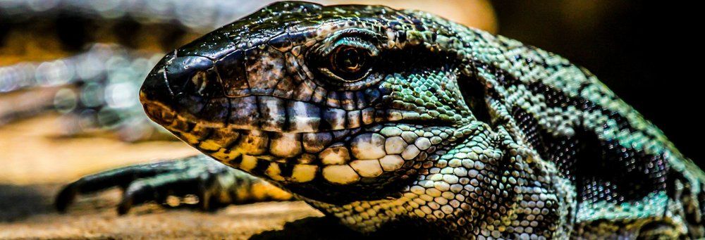 King of Lower Paradise