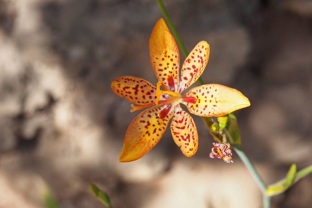 Беламкада неженка