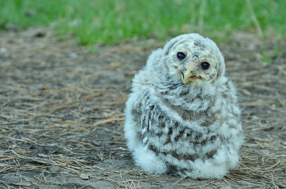 Owlet