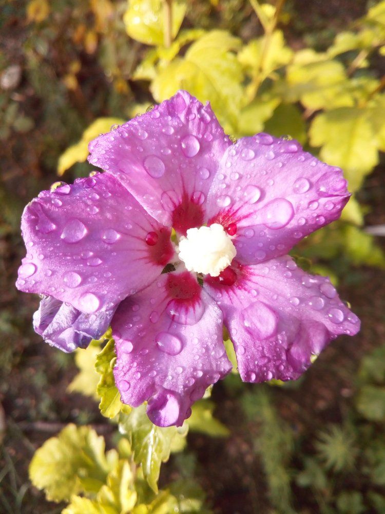 Утро росистое