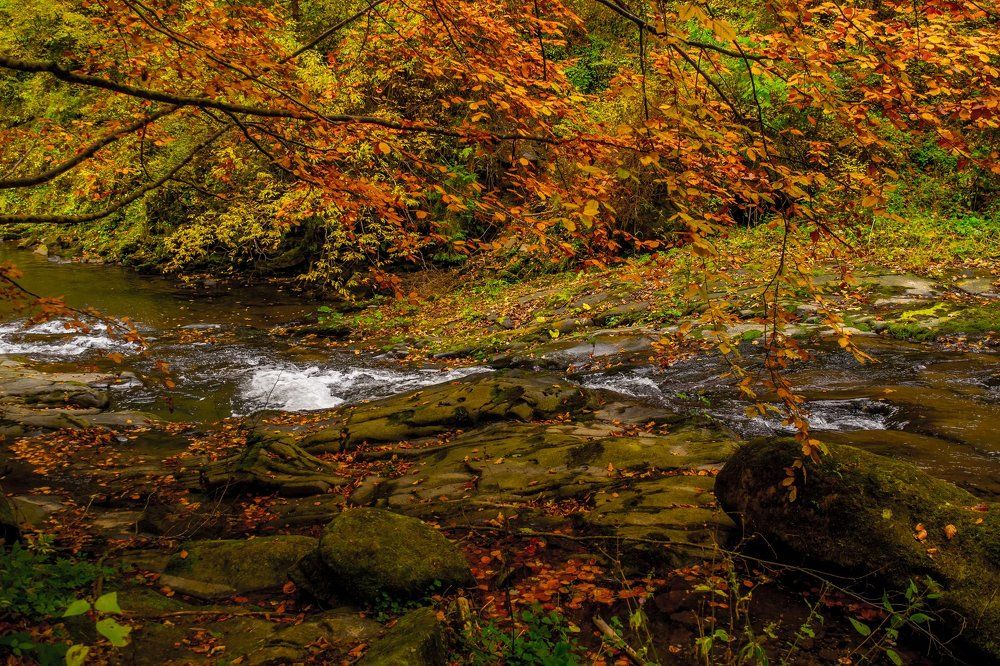 Золото Карпат