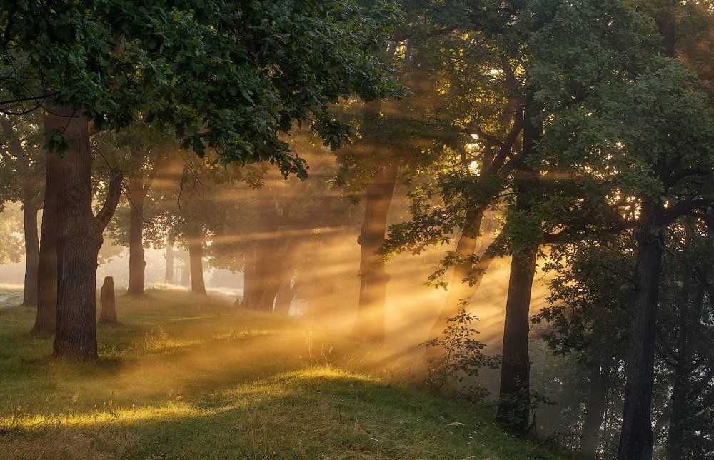 Утренний свет