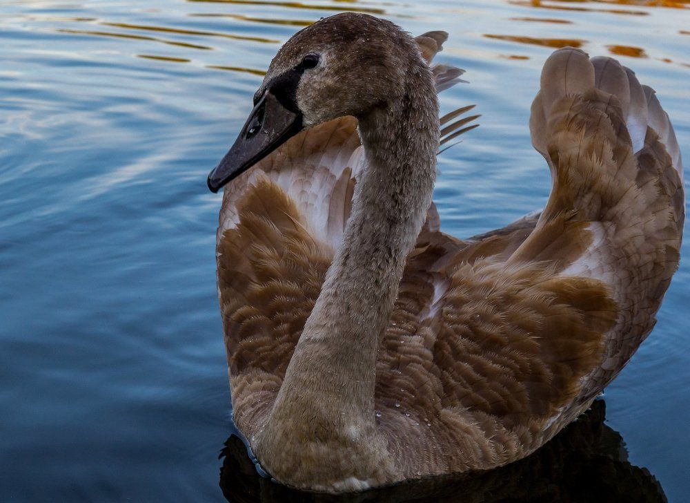 Гадкий утенок