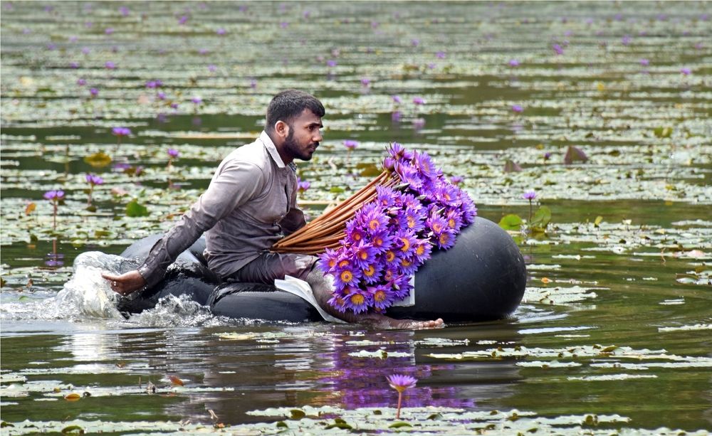 Life bond with water lilies
