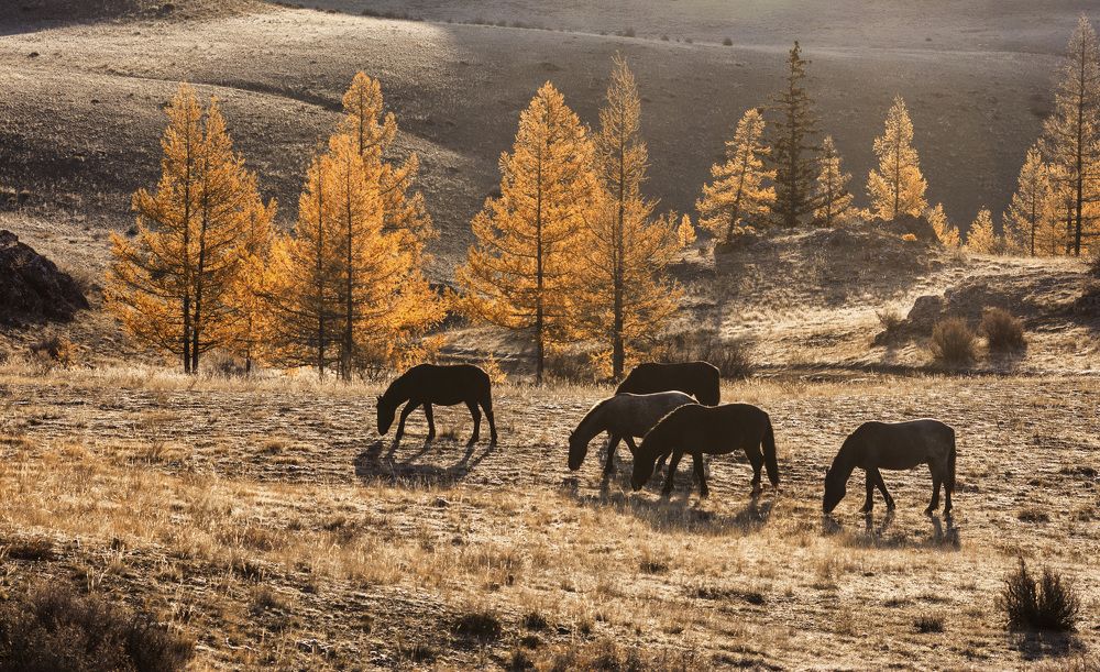 Лошади на воле