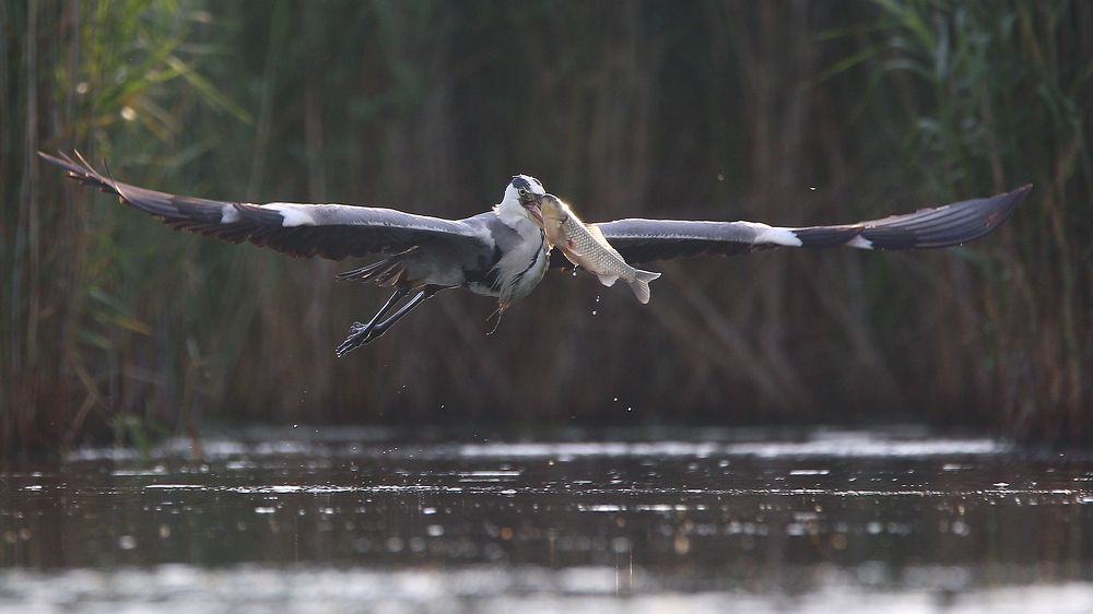 Своя ноша не тянет...