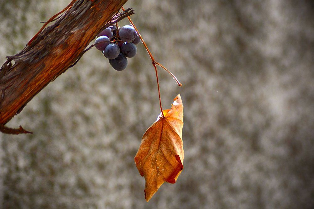 Autumn Grapes