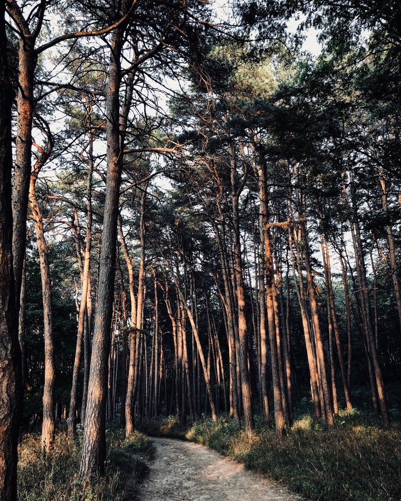 Осенний лес