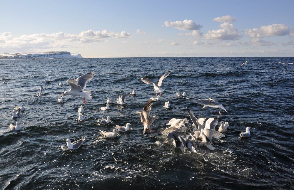 Полуостров Рыбачий