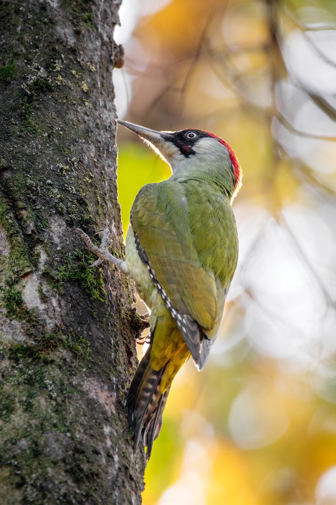 Зелёный дятел