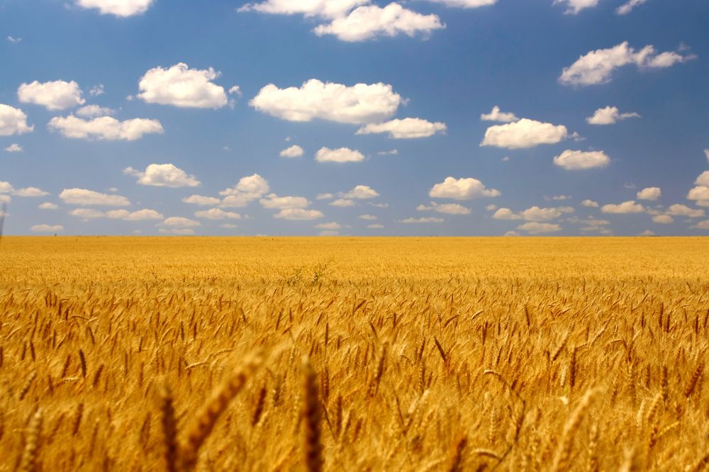 Родной край