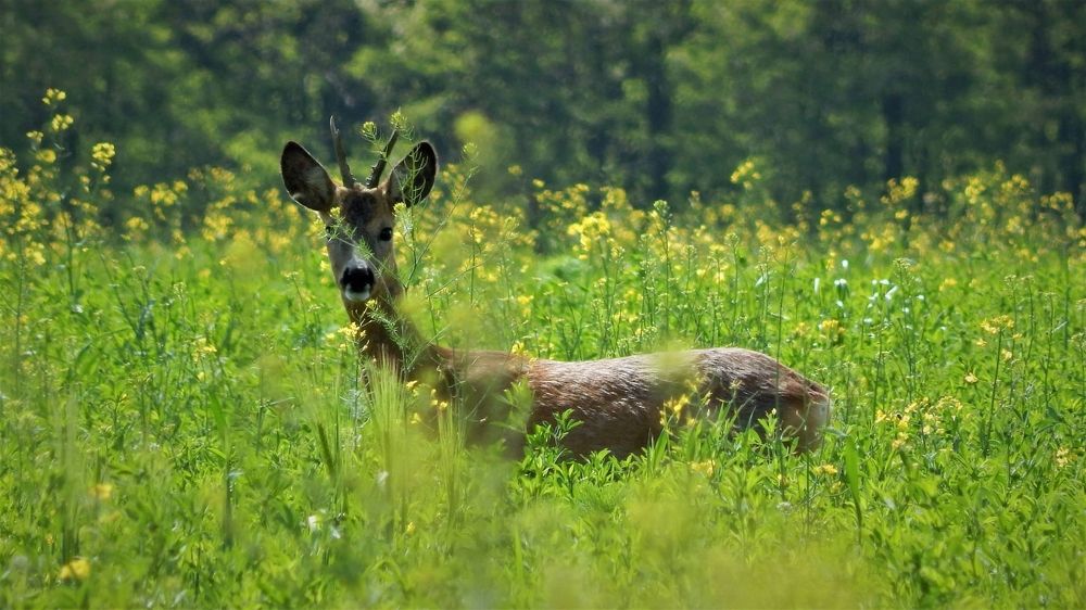 Photograph by Gábor Toldi