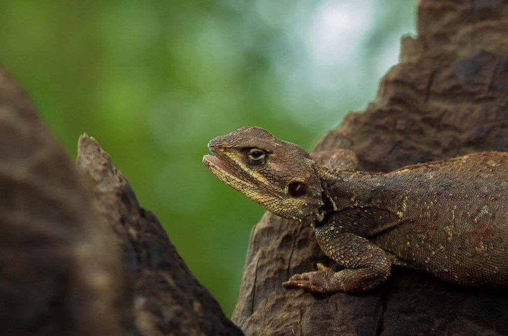 Маленький дракон