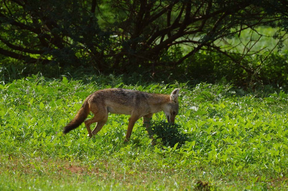 проверка территории