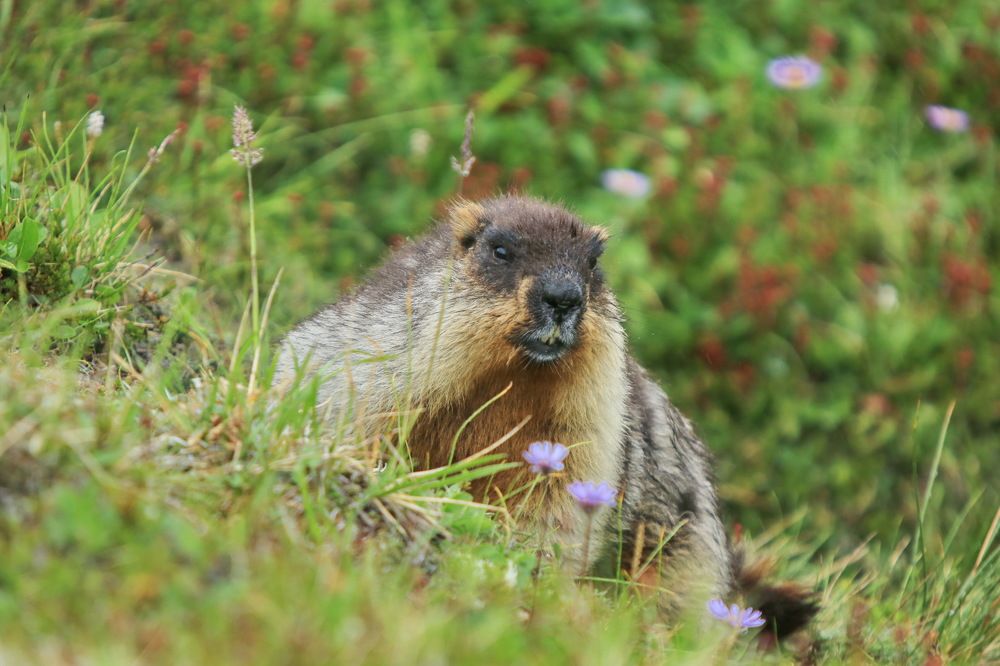 Животный мир Камчатки