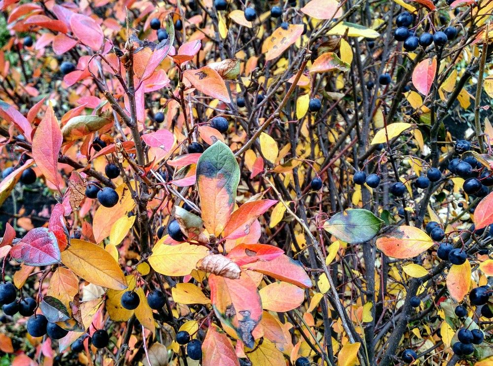 Краски осени