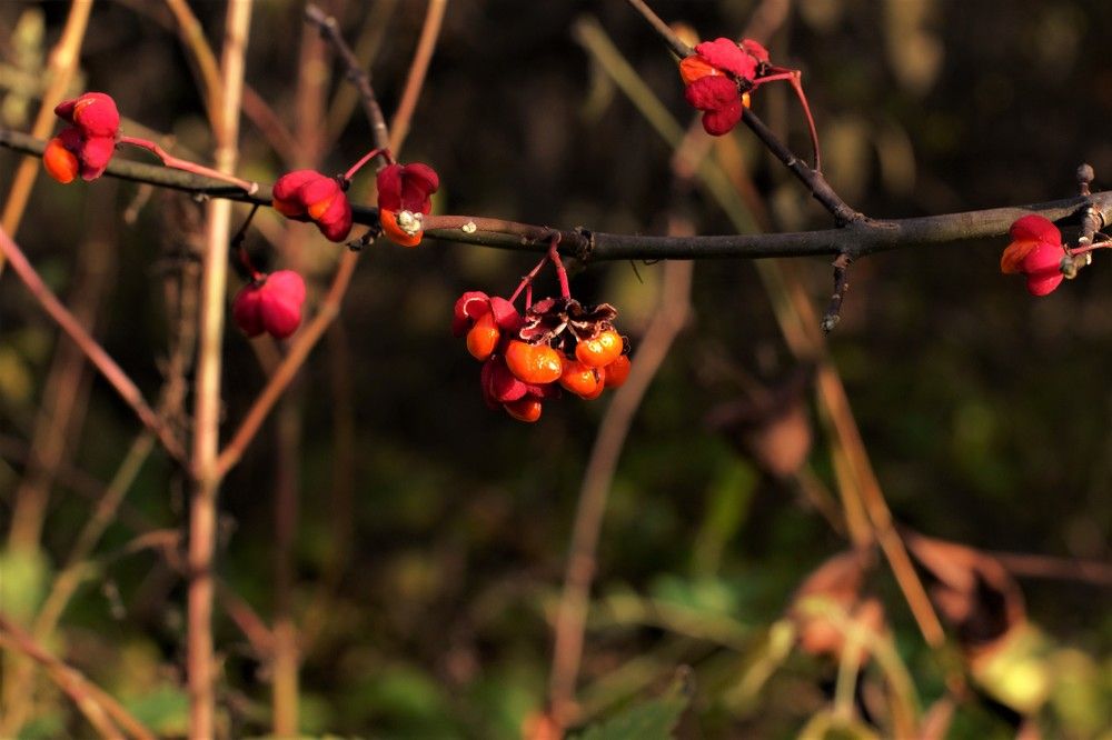 Photograph by Высочина Ирина