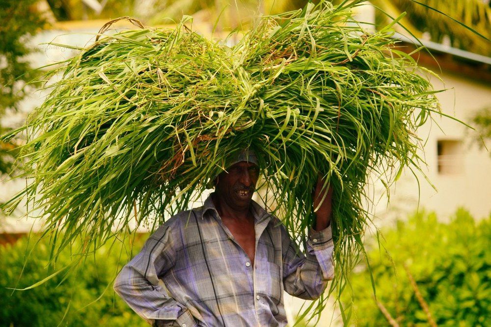 Farmer's life
