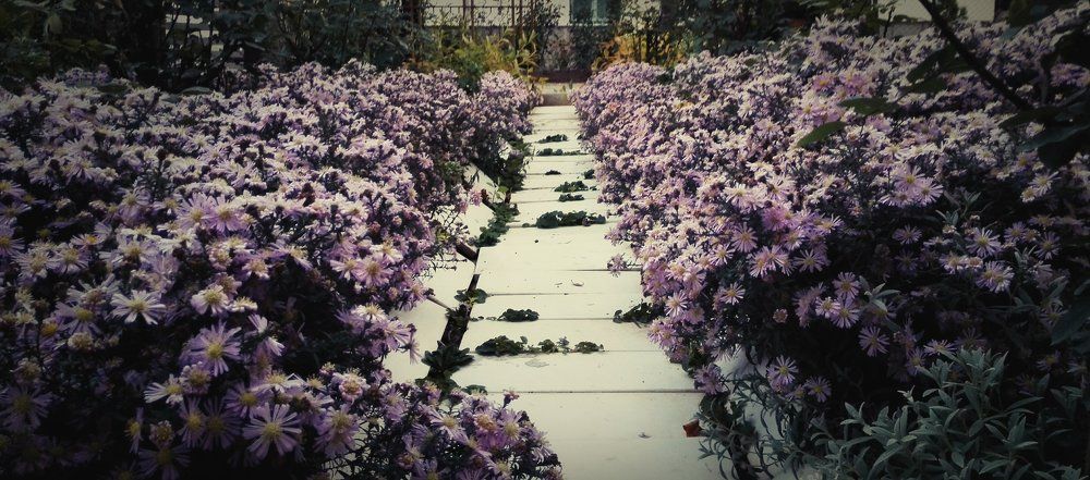 Flower garden
