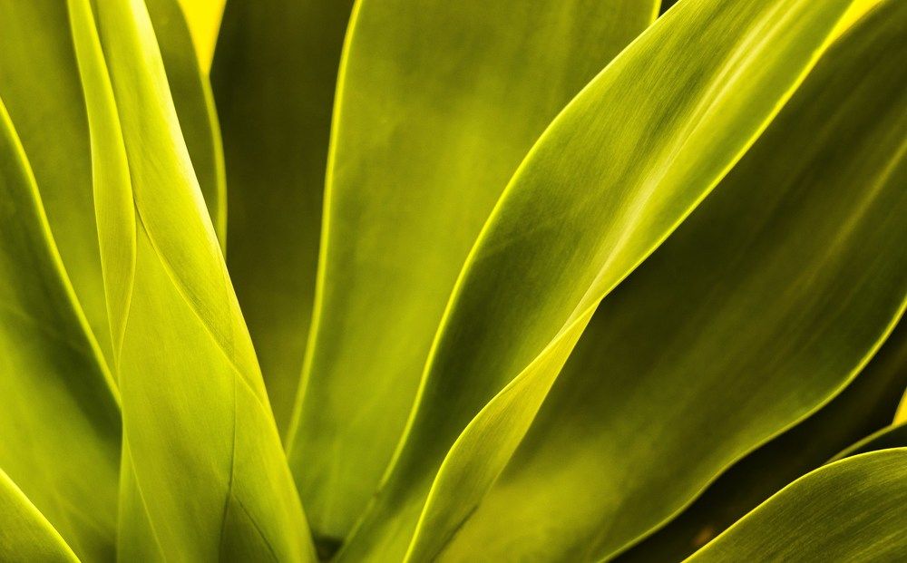 Contrastes de um verde.