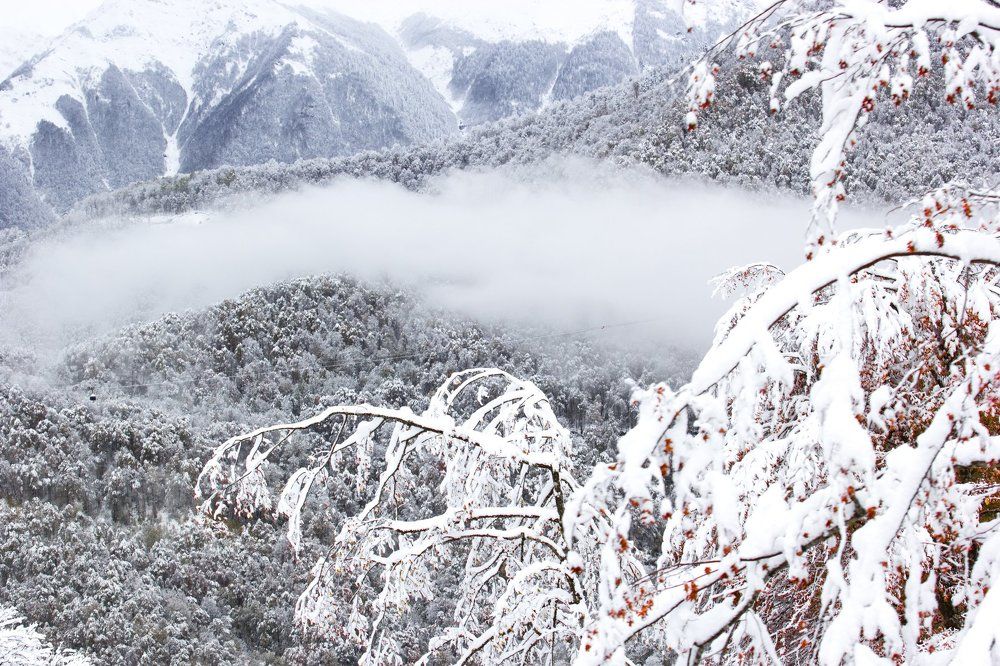Все оттенки белого