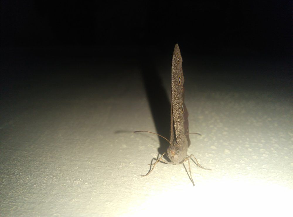 Yellow - Black Butterfly