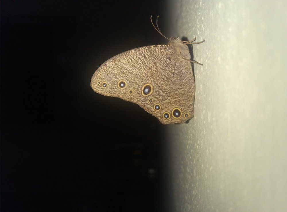 Yellow - Black Butterfly