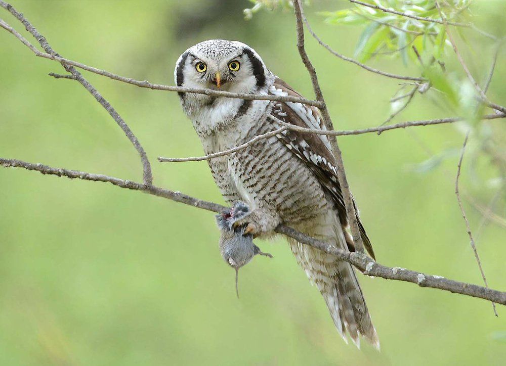 Делиться не намерена.