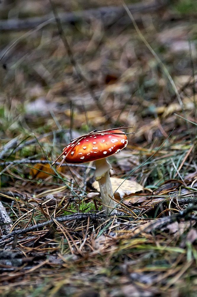 Фотография автора Игорь Иванов