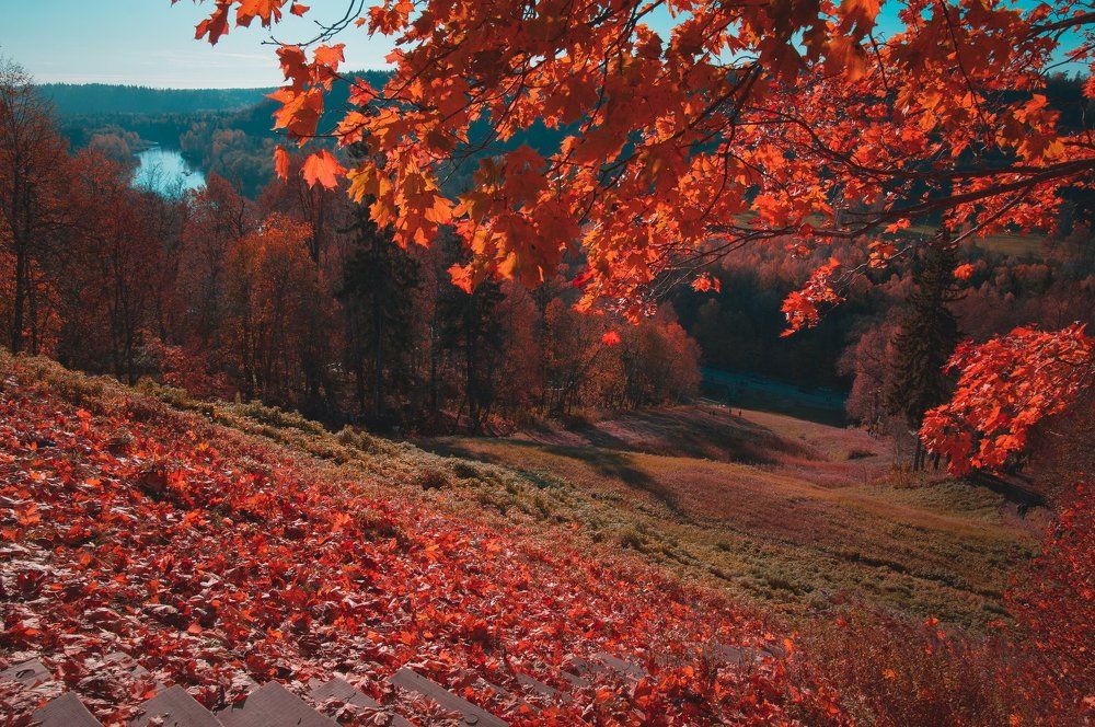 Красная осень