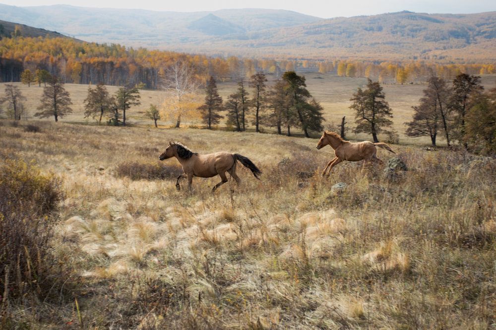 Дух свободы