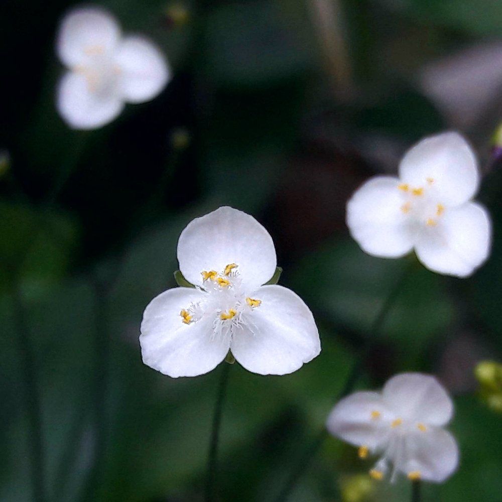 Cloud flower