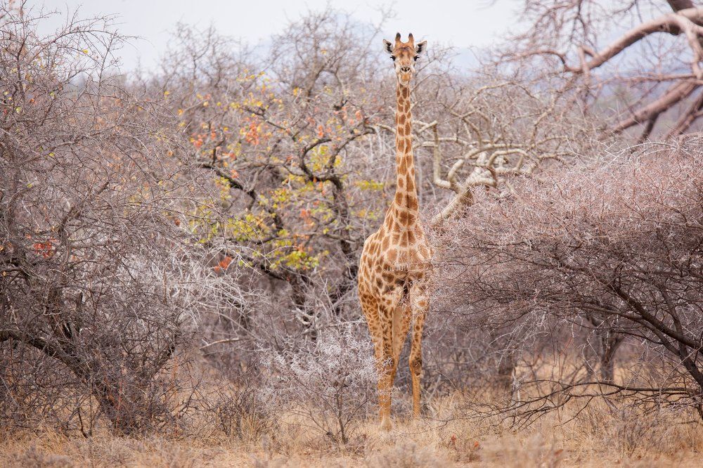 Жираф в саванне Южной Африки